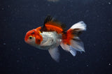 Baby Thai Oranda  Tricolor 3.5 Inch (ID#311TPTA-97) Free2Day SHIPPING