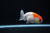 Ranchu  Calico 3 Inch (ID#1119R1c-85) Free2Day SHIPPING