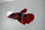 Nemo Koi Galaxy  Halfmoon Female Betta (ID#801-F409) Free2Day SHIPPING