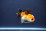 Short Body Thai Oranda  Tricolor 3 Inch (ID#1018To14b-73) Free2Day SHIPPING