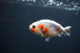 Baby Ranchu  Calico 3 Inch (ID#0103R9c-27) Free2Day SHIPPING