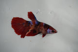 Nemo Koi Galaxy  Halfmoon Female Betta (ID#801-F409) Free2Day SHIPPING