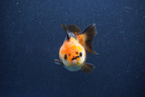 Short Body Thai Oranda  Tricolor 3 Inch (ID#1018To14b-73) Free2Day SHIPPING