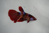 Nemo Koi Galaxy  Halfmoon Female Betta (ID#801-F409) Free2Day SHIPPING