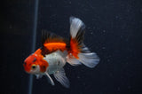 Baby Thai Oranda  Tricolor 3.5 Inch (ID#311TPTA-97) Free2Day SHIPPING