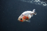 Baby Ranchu  Calico 3 Inch (ID#0103R9c-27) Free2Day SHIPPING