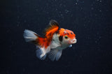 Baby Thai Oranda  Tricolor 3.5 Inch (ID#311TPTA-97) Free2Day SHIPPING