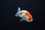 Ranchu  Calico 3 Inch (ID#1119R1c-85) Free2Day SHIPPING