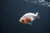 Baby Ranchu  Calico 3 Inch (ID#0103R9c-27) Free2Day SHIPPING