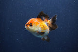 Short Body Thai Oranda  Tricolor 3 Inch (ID#1018To14b-73) Free2Day SHIPPING