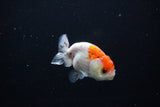 Ranchu  Calico 3 Inch (ID#1119R1c-85) Free2Day SHIPPING