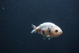 Baby Ranchu  Calico 3 Inch (ID#0103R9c-27) Free2Day SHIPPING