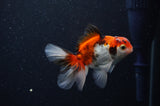 Baby Thai Oranda  Tricolor 3.5 Inch (ID#311TPTA-97) Free2Day SHIPPING