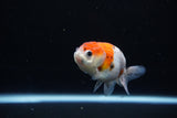 Ranchu  Calico 3 Inch (ID#1119R1c-85) Free2Day SHIPPING