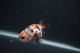 Baby Ranchu  Calico 2.5 Inch (ID#0103R9c-28) Free2Day SHIPPING