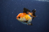 Short Body Thai Oranda  Tricolor 3 Inch (ID#1018To14b-73) Free2Day SHIPPING