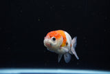 Ranchu  Calico 3 Inch (ID#1119R1c-85) Free2Day SHIPPING