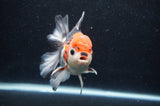 Thai Oranda  Tricolor 5 Inch (ID#411T6c-117)