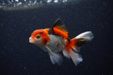 Baby Thai Oranda  Tricolor 3.5 Inch (ID#311TPTA-97) Free2Day SHIPPING