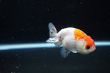 Ranchu  Calico 3 Inch (ID#1119R1c-85) Free2Day SHIPPING