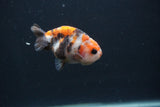 Baby Ranchu  Calico 2.5 Inch (ID#0103R9c-28) Free2Day SHIPPING