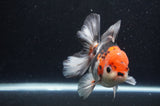 Thai Oranda  Tricolor 5 Inch (ID#411T6c-117)