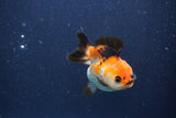 Short Body Thai Oranda  Tricolor 3 Inch (ID#1018To14b-73) Free2Day SHIPPING