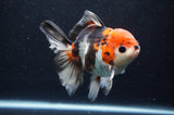 Thai Oranda  Tricolor 5 Inch (ID#411T6c-117)