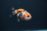 Baby Ranchu  Calico 2.5 Inch (ID#0103R9c-28) Free2Day SHIPPING