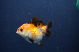 Short Body Thai Oranda  Tricolor 3 Inch (ID#1018To14b-73) Free2Day SHIPPING