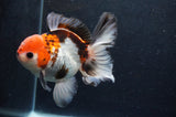 Thai Oranda  Tricolor 5 Inch (ID#411T6c-117)