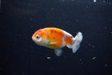 Ranchu  Calico 3 Inch (ID#1119R1c-86) Free2Day SHIPPING