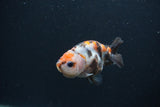 Baby Ranchu  Calico 2.5 Inch (ID#0103R9c-28) Free2Day SHIPPING