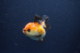 Short Body Thai Oranda  Tricolor 3 Inch (ID#1018To14b-73) Free2Day SHIPPING