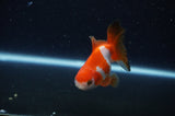 Baby Thai Oranda  Red White 3 Inch (ID#311TPTA-98) Free2Day SHIPPING