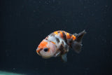 Baby Ranchu  Calico 2.5 Inch (ID#0103R9c-28) Free2Day SHIPPING