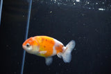 Ranchu  Calico 3 Inch (ID#1119R1c-86) Free2Day SHIPPING