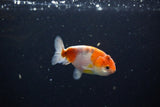 Ranchu  Calico 3 Inch (ID#1119R1c-86) Free2Day SHIPPING