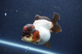 Short Body Thai Oranda  Panda 3.5 Inch (ID#1018To14b-74) Free2Day SHIPPING