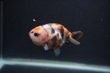 Baby Ranchu  Calico 2.5 Inch (ID#0103R9c-28) Free2Day SHIPPING