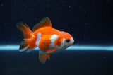 Baby Thai Oranda  Red White 3 Inch (ID#311TPTA-98) Free2Day SHIPPING