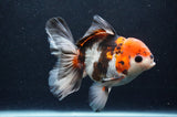 Thai Oranda  Tricolor 5 Inch (ID#411T6c-117)