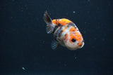 Baby Ranchu  Calico 2.5 Inch (ID#0103R9c-28) Free2Day SHIPPING