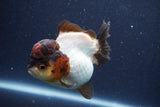 Short Body Thai Oranda  Panda 3.5 Inch (ID#1018To14b-74) Free2Day SHIPPING