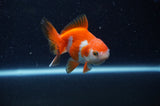 Baby Thai Oranda  Red White 3 Inch (ID#311TPTA-98) Free2Day SHIPPING