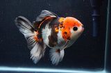 Thai Oranda  Tricolor 5 Inch (ID#411T6c-117)