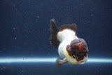 Short Body Thai Oranda  Panda 3.5 Inch (ID#1018To14b-74) Free2Day SHIPPING