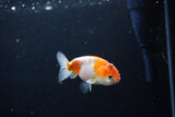 Ranchu  Calico 3 Inch (ID#1119R1c-86) Free2Day SHIPPING