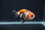 Baby Ranchu  Calico 2.5 Inch (ID#0103R9c-28) Free2Day SHIPPING