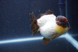 Short Body Thai Oranda  Panda 3.5 Inch (ID#1018To14b-74) Free2Day SHIPPING